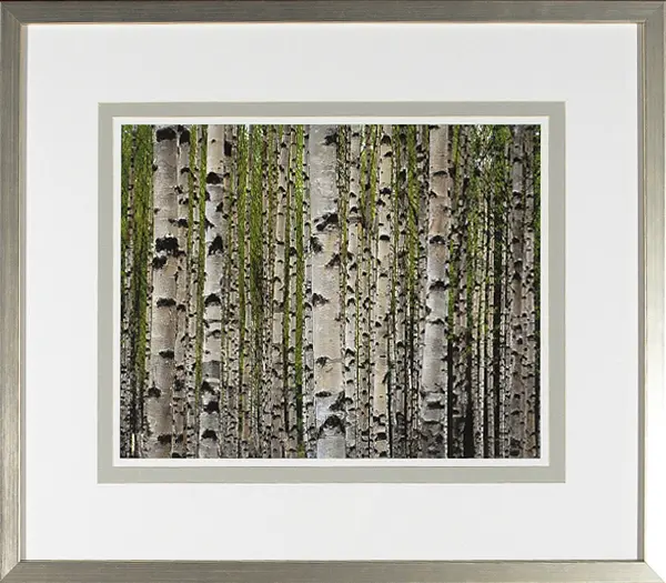 Birch Study Lime IV - Celadon Art