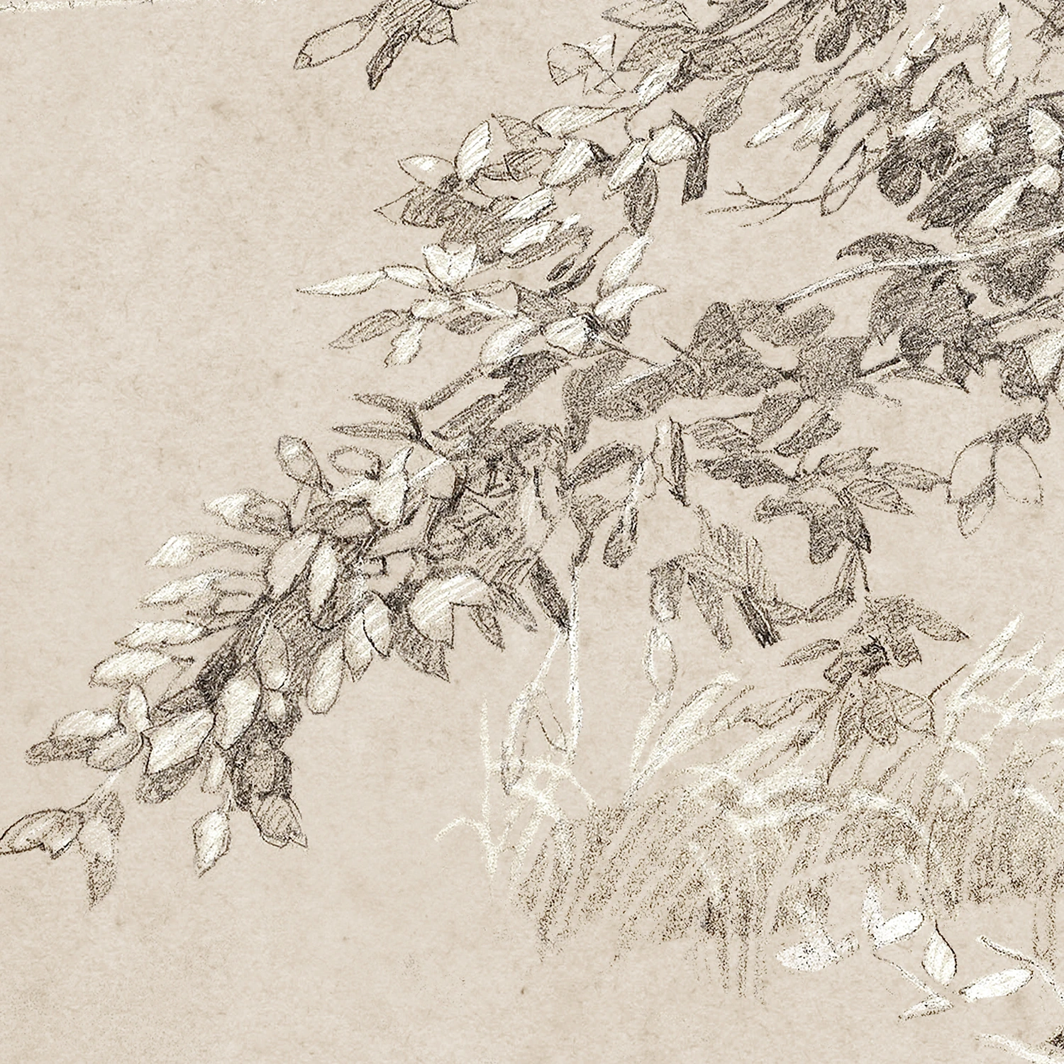 Graphite & Gouache Study C. 1890 - Celadon Art